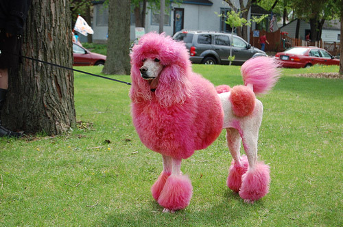 dyed-poodle-1.jpg