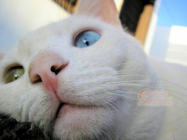 odd-eyed-white-cat-face.jpg