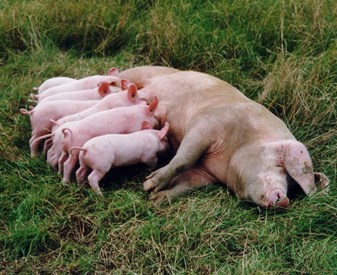 sow-lying-on-grass-feeding-piglets.jpg