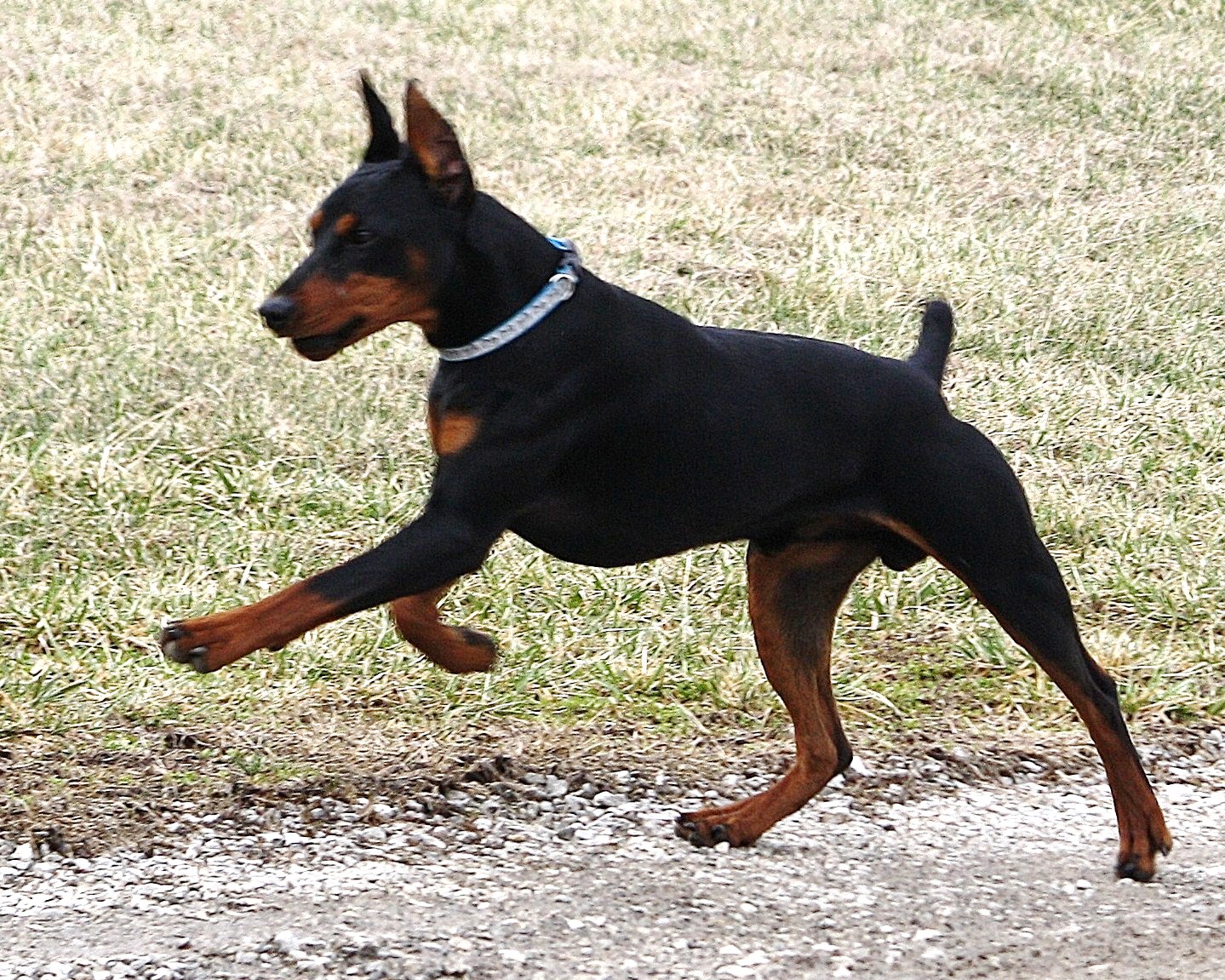 jumping-german-pinscher-dog-photo.jpeg