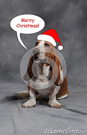 christmas-basset-hound-thumb3808651.jpg
