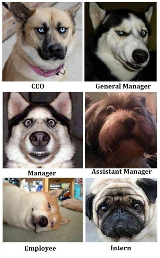 funny-dog-faces.jpg