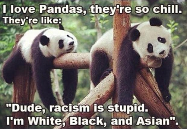 funny-panda-bears.jpg