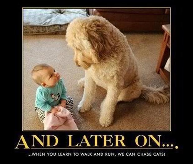 funny-demotivational-posters-dogs-chasing-cards.jpg