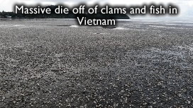 dead-clams-vietnam.jpg