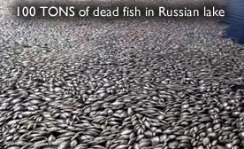 dead-fish-russianlake.jpg