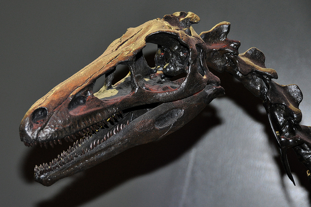 Troodon-Skull.jpg
