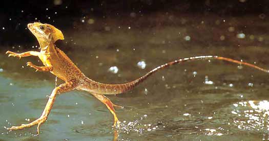 jesus-lizard-running-on-water-basilisk.jpg