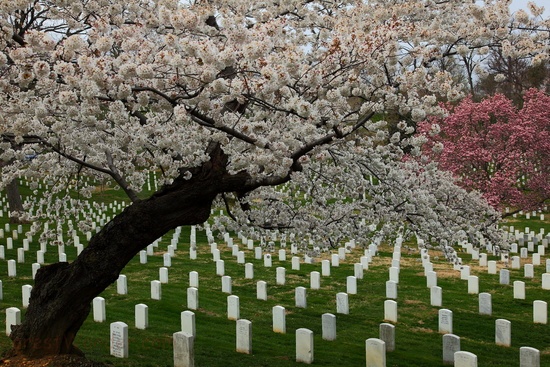 spring-flowering-trees-arlington-national-cemetery.jpg