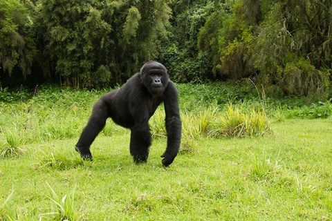 rwanda-volcanoes-np-mountain-gorilla-running.jpg