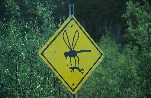 big-mosquito.jpg
