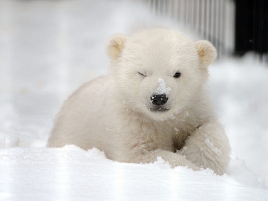 ap-orphaned-polar-bear-cub-4_3.jpg