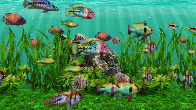 fresh-water-aquarium-dvd.jpg
