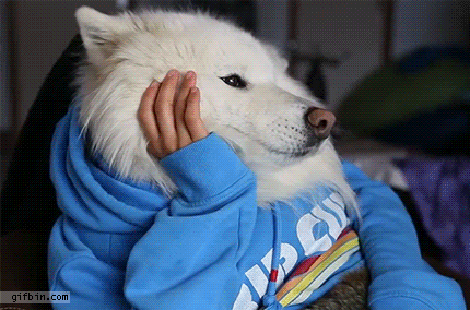 1413812852_dog_with_human_hands_reading.gif