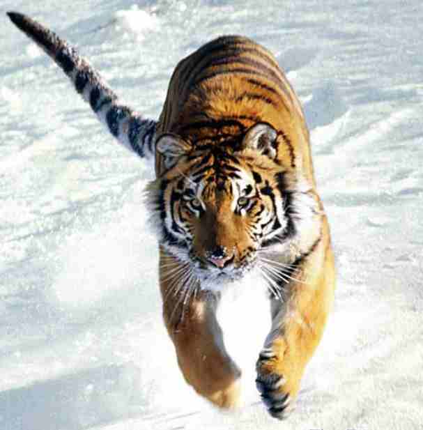 Amur-Siberian-Tiger-in-snow.jpg