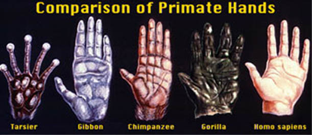 comparison-primate-hands.jpg