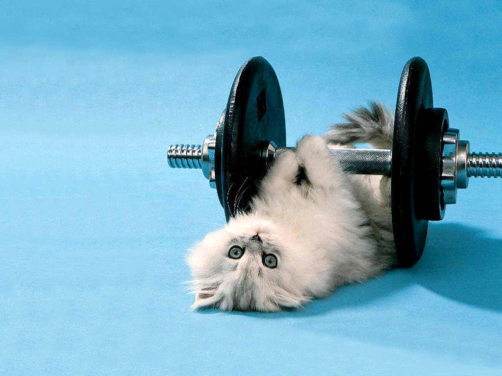 funny-cats-hd-wallpapers.jpg