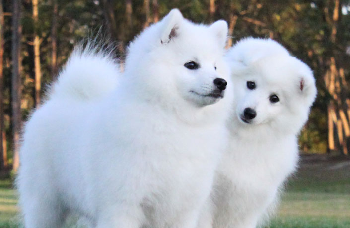 Our-Japanese-Spitz-Dogs.jpg