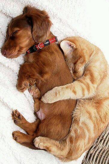 167111-Cuddling-Cat-And-Dog.jpg