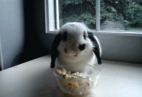 31723-Rabbit-Eating-Popcorn.gif