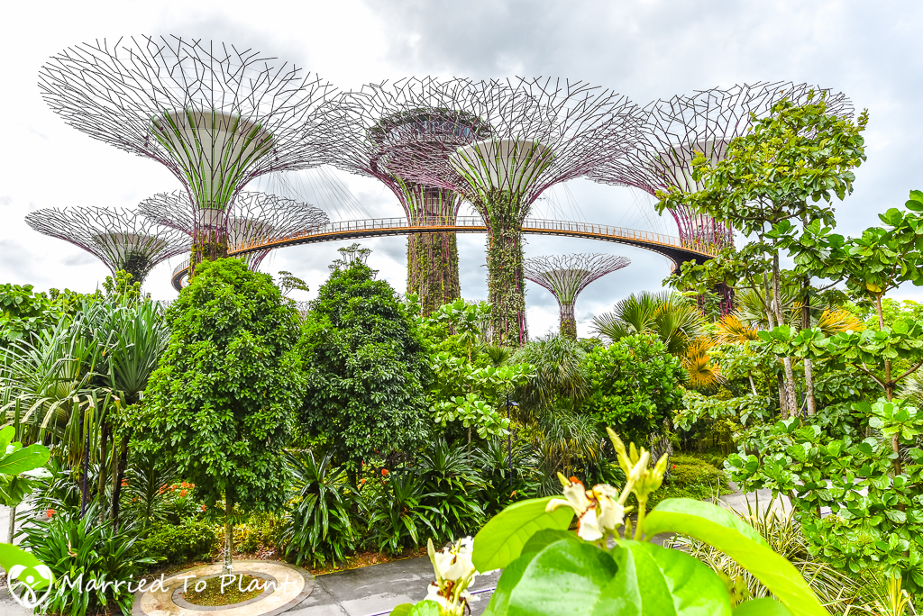 gardens-by-the-bay-supertrees.jpg