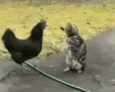 Moving-picture-cock-fight-animated-gif.gif