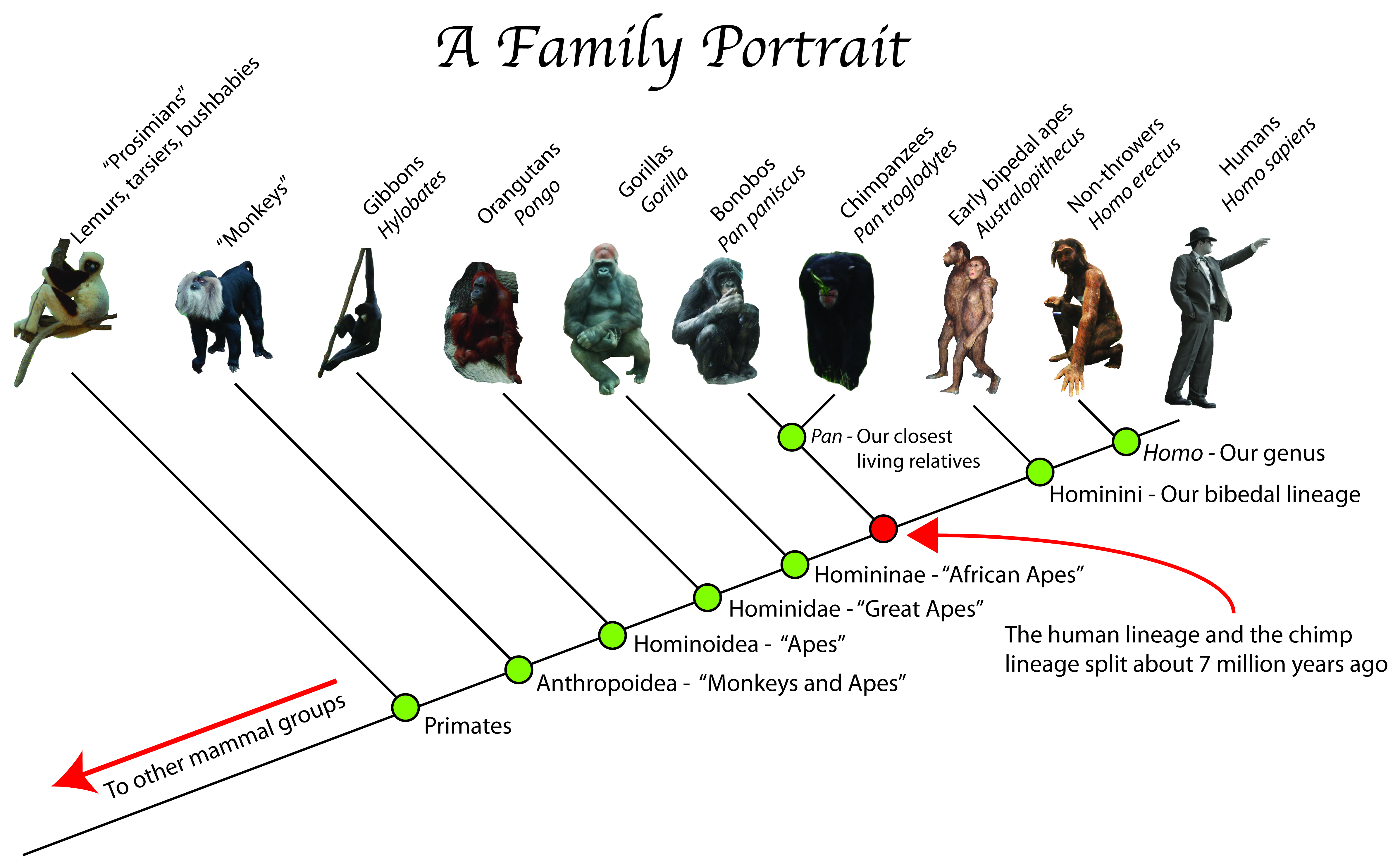 Ape-Family-tree.jpg