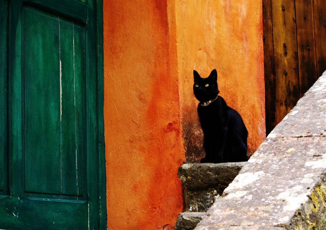 178638d1372765400-pets-lonely-cat-provence-village-imgp7418-.jpg