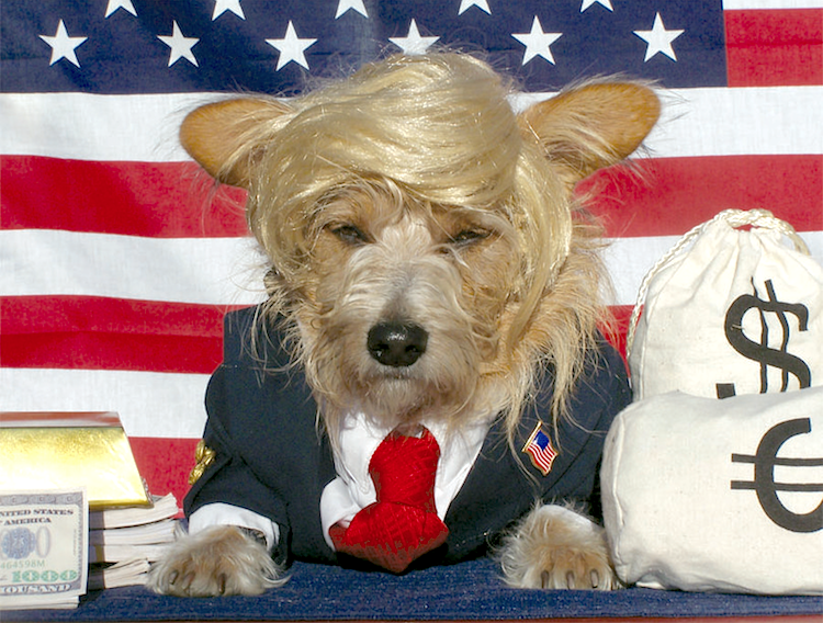 donald-trump-dog-costume-2015.png
