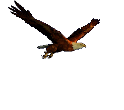 graphics-eagle-576150.gif