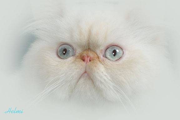 persian-cat-white.jpg