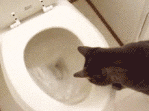 funny-gif-cat-flush-toilet.gif