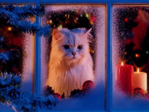 cat_christmas_window-snow-candles.jpg