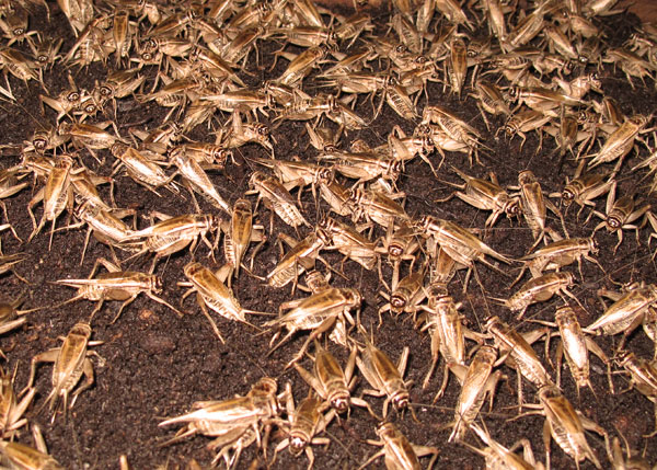 crickets_fullgrown.jpg
