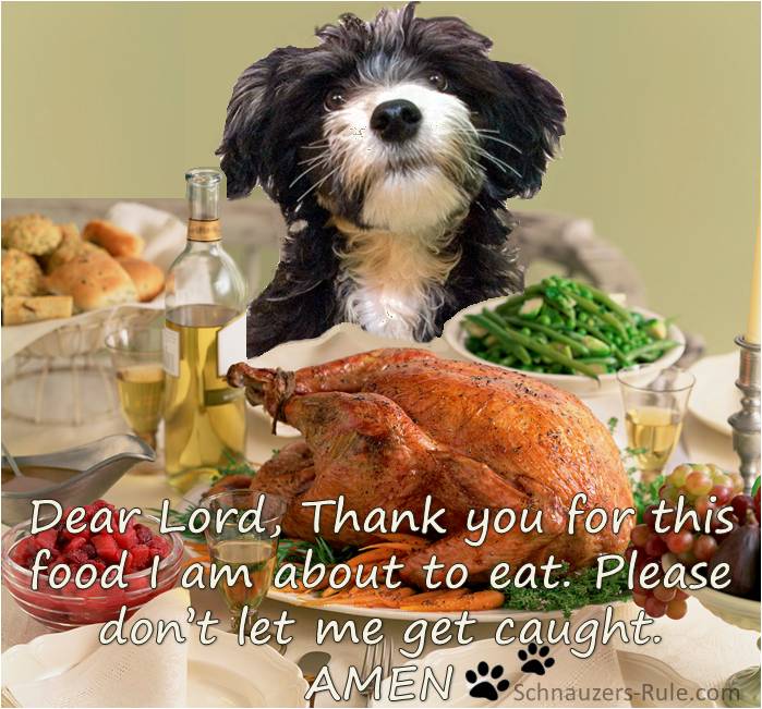 thanksgiving-dog.jpg