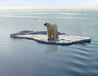 polar_bear_on_ice1.jpg