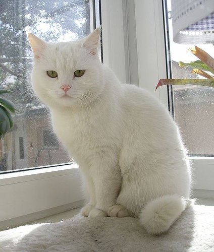 whitecat1.jpg