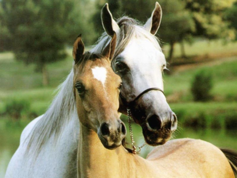 2752_beloved-horses.jpg