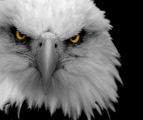 radical-eagle.jpg