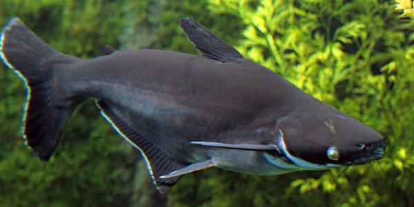 Freshwater-Shark-Siamese-shark-600x300.jpg