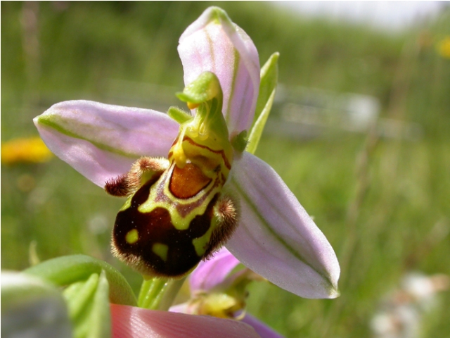 bee-orchid-Tim-Wilkins.jpg