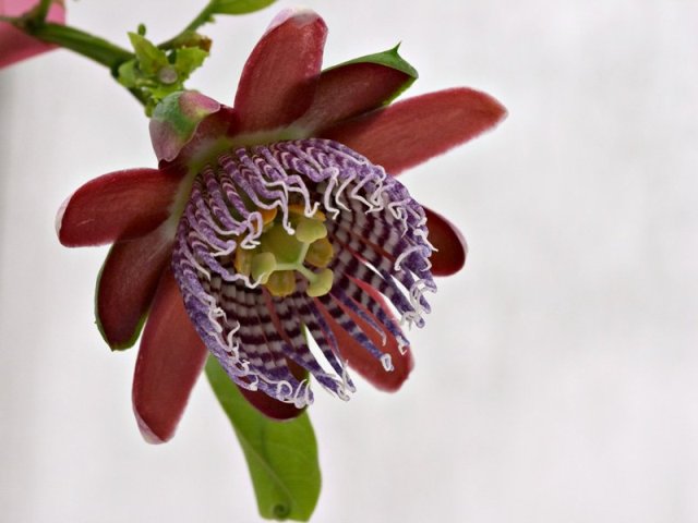 passiflora-alata-ubcbotanialgarden-org.jpg