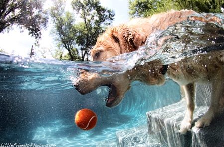 underwaterdog03.jpg