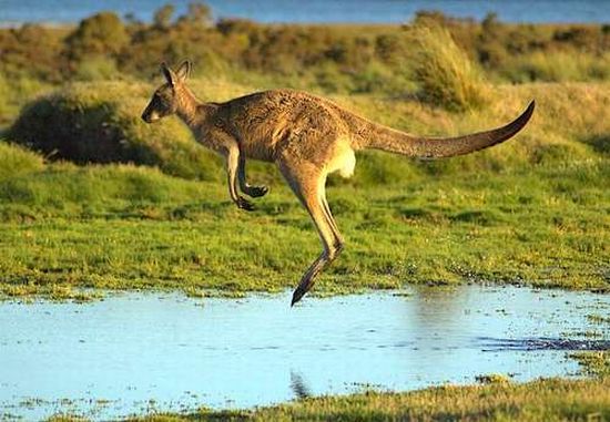 australian-kangaroo-.jpg