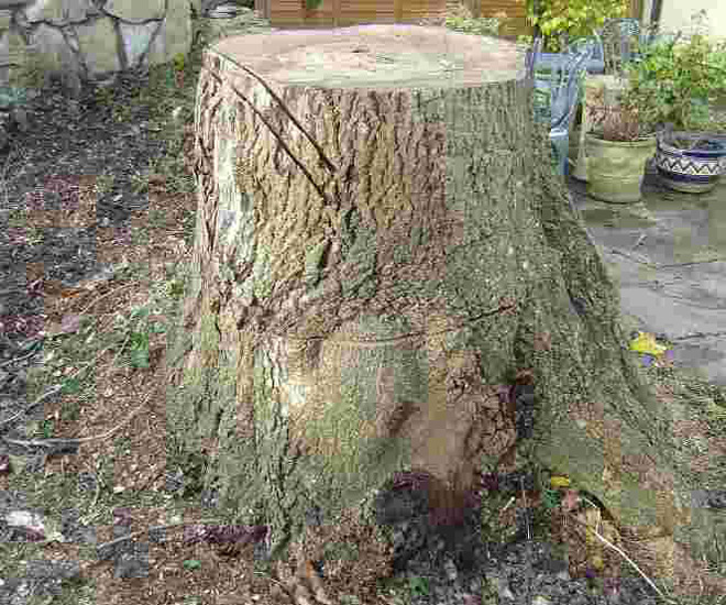 tree_stump_removal_products_manchester.jpg
