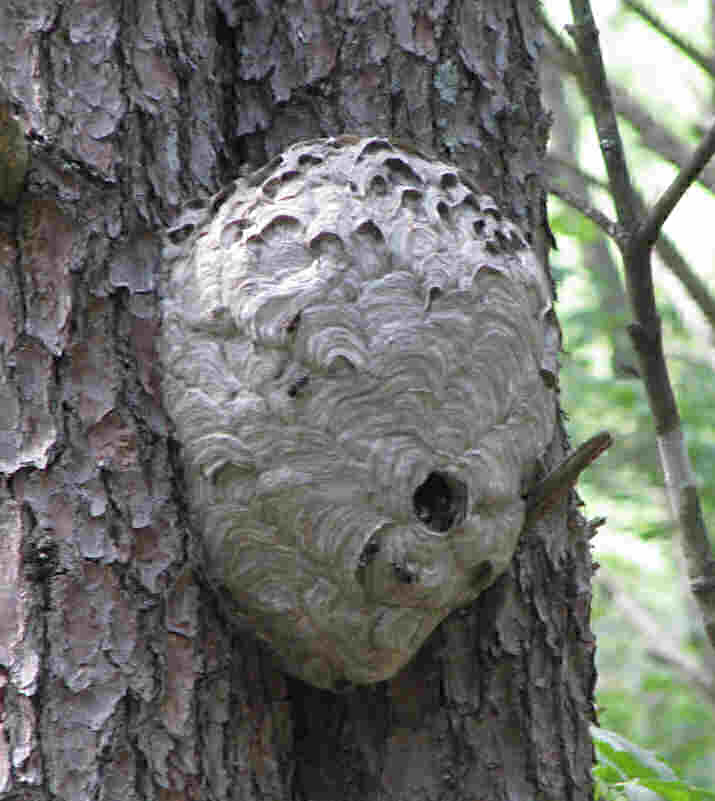 2008-aug-hornet-nest-lo-res-0298.jpg