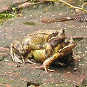 mating_frogs_path_230207_170.jpg