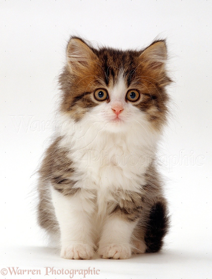 15514-Cute-Calico-kitten-white-background.jpg