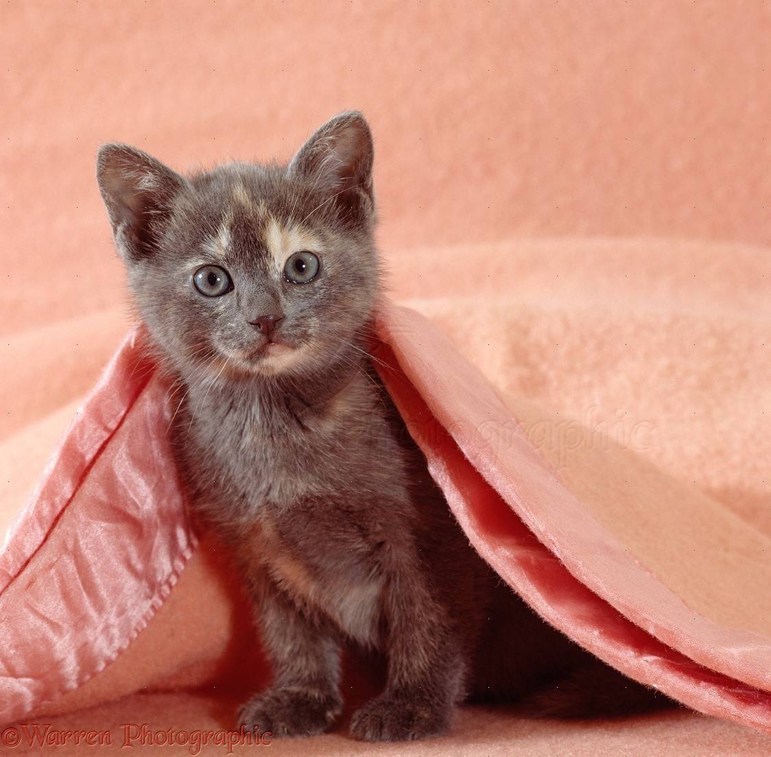 15680-Cute-blue-cream-kitten-under-a-pink-blanket.jpg
