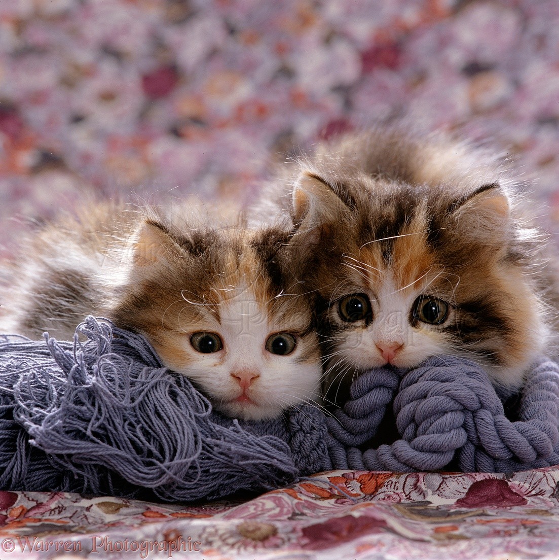 16485-Persian-cross-Calico-kittens.jpg